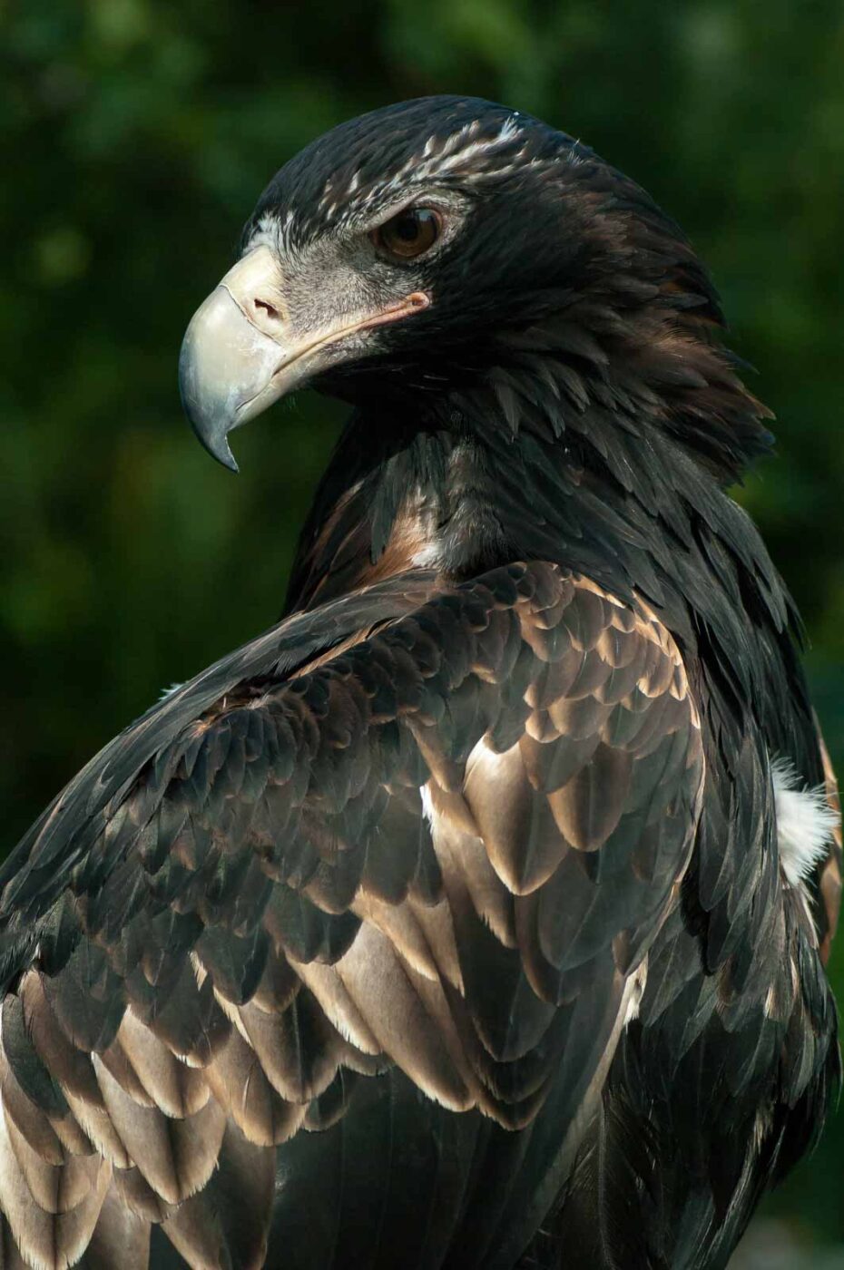 2016-09-08 - Greifvogelwarte Berlebeck