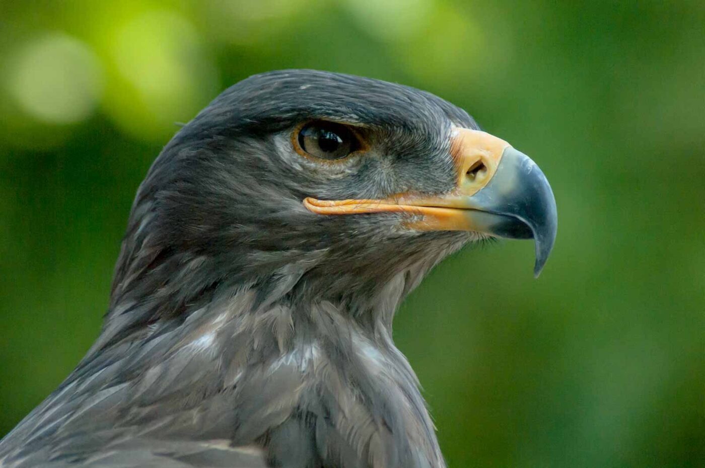 2016-09-08 - Greifvogelwarte Berlebeck