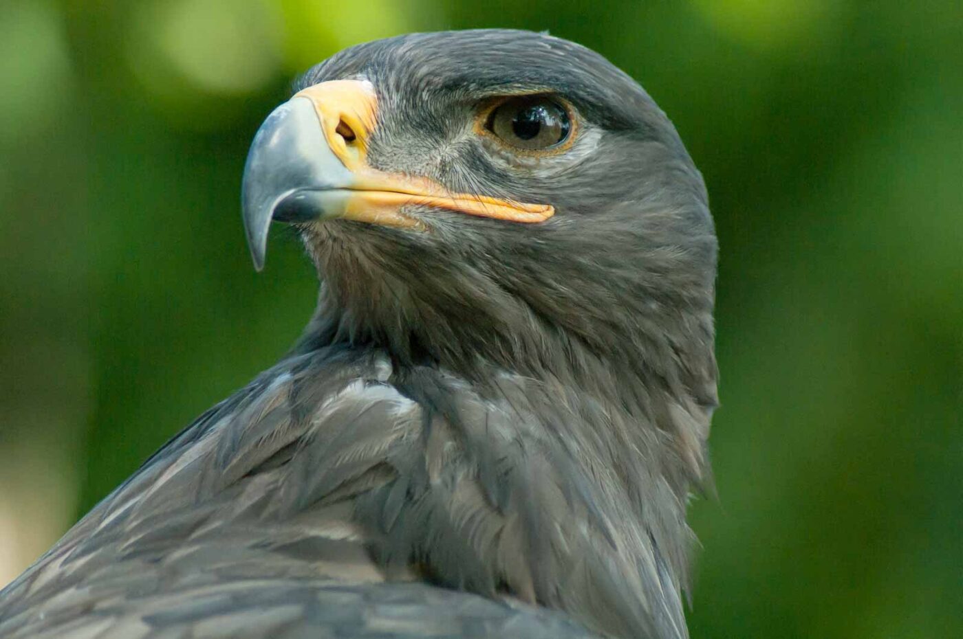 2016-09-08 - Greifvogelwarte Berlebeck