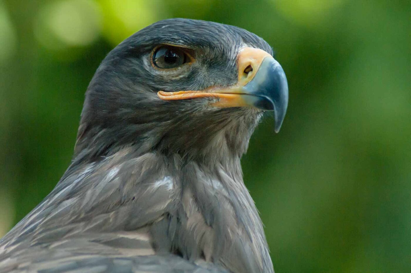 2016-09-08 - Greifvogelwarte Berlebeck