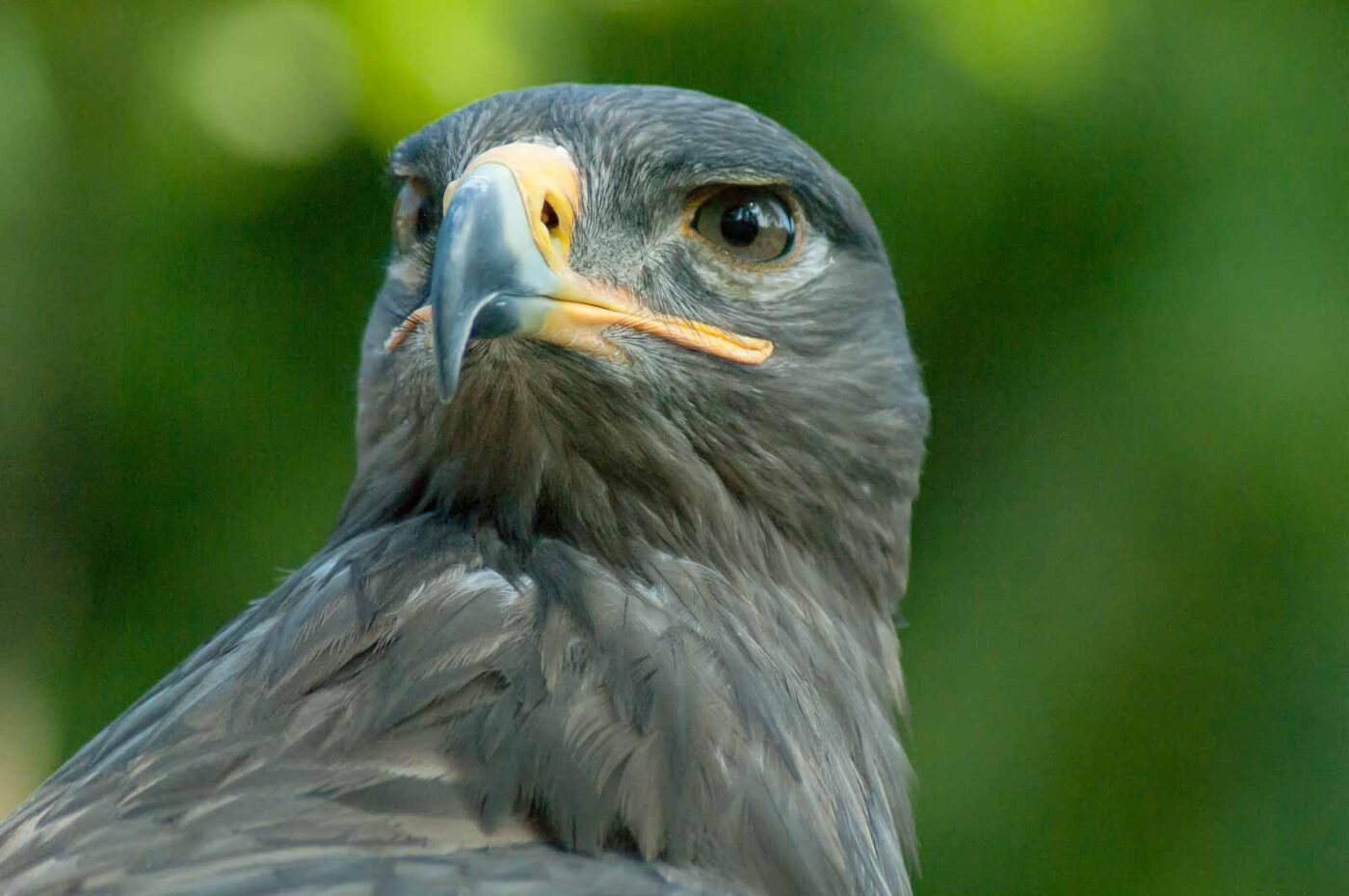 2016-09-08 - Greifvogelwarte Berlebeck
