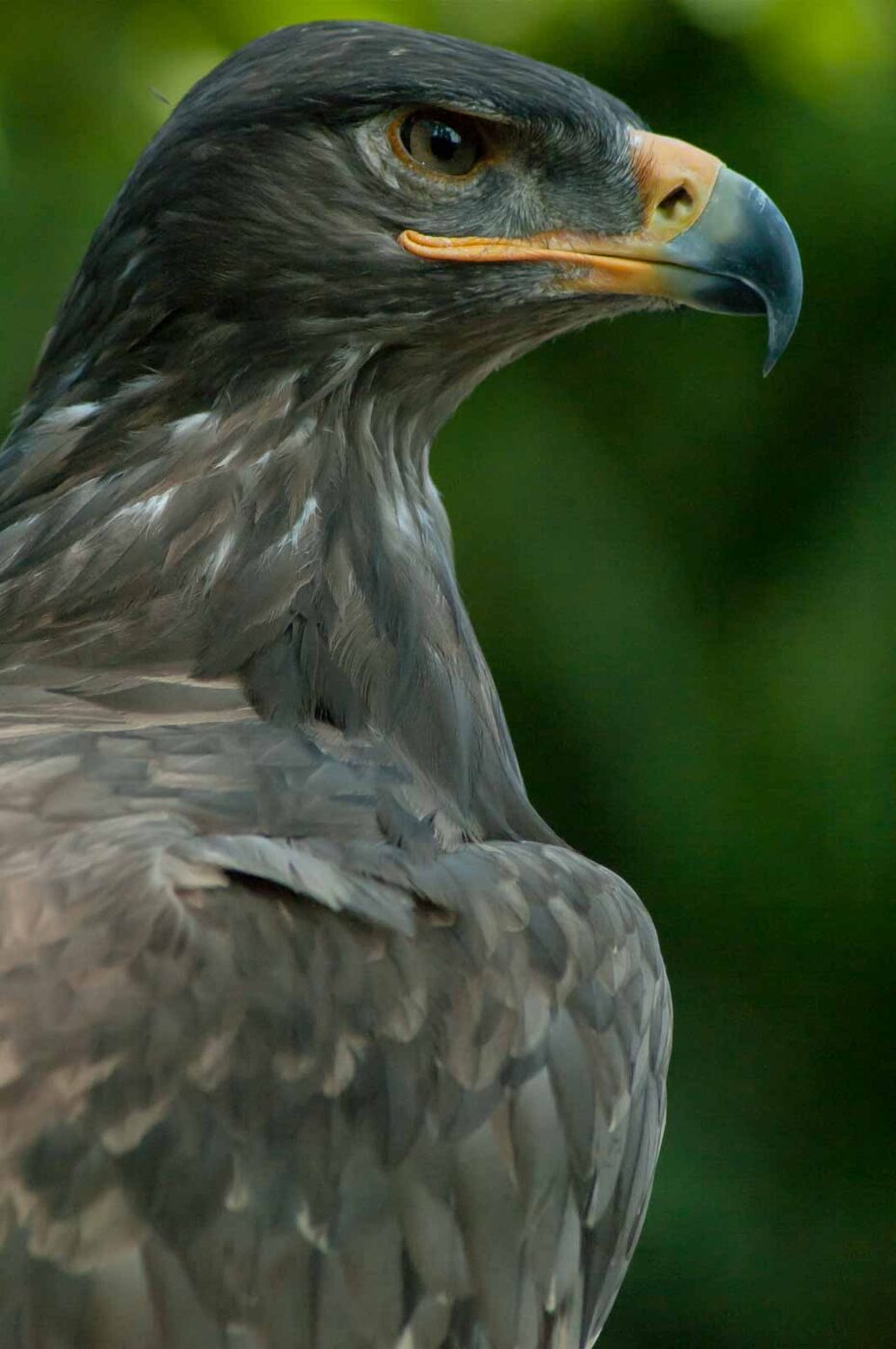 2016-09-08 - Greifvogelwarte Berlebeck