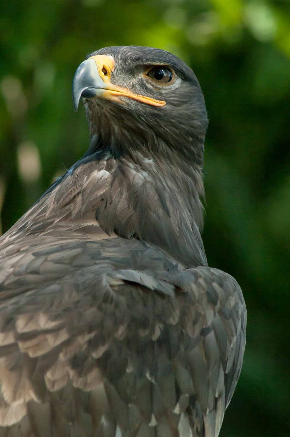 2016-09-08 - Greifvogelwarte Berlebeck