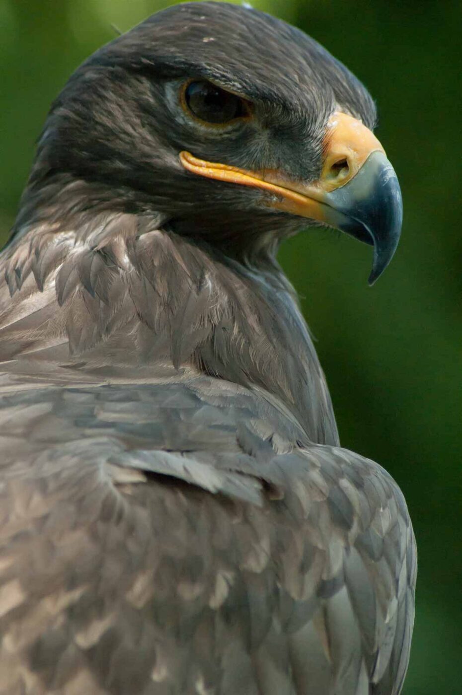 2016-09-08 - Greifvogelwarte Berlebeck