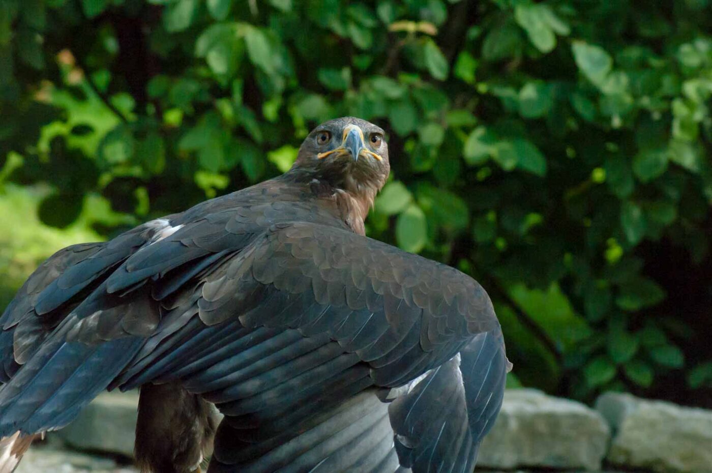 2016-09-08 - Greifvogelwarte Berlebeck