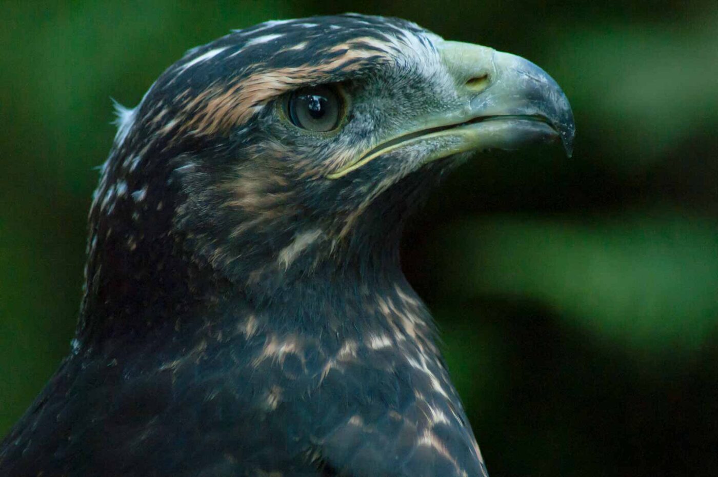 2016-09-08 - Greifvogelwarte Berlebeck