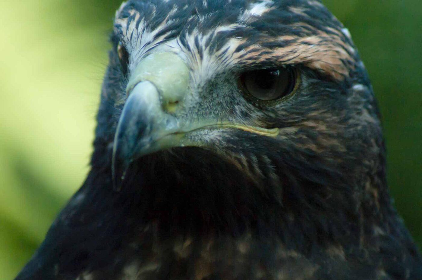 2016-09-08 - Greifvogelwarte Berlebeck