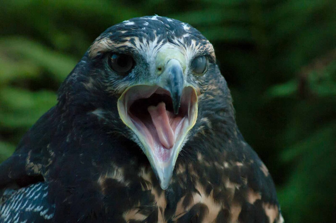 2016-09-08 - Greifvogelwarte Berlebeck