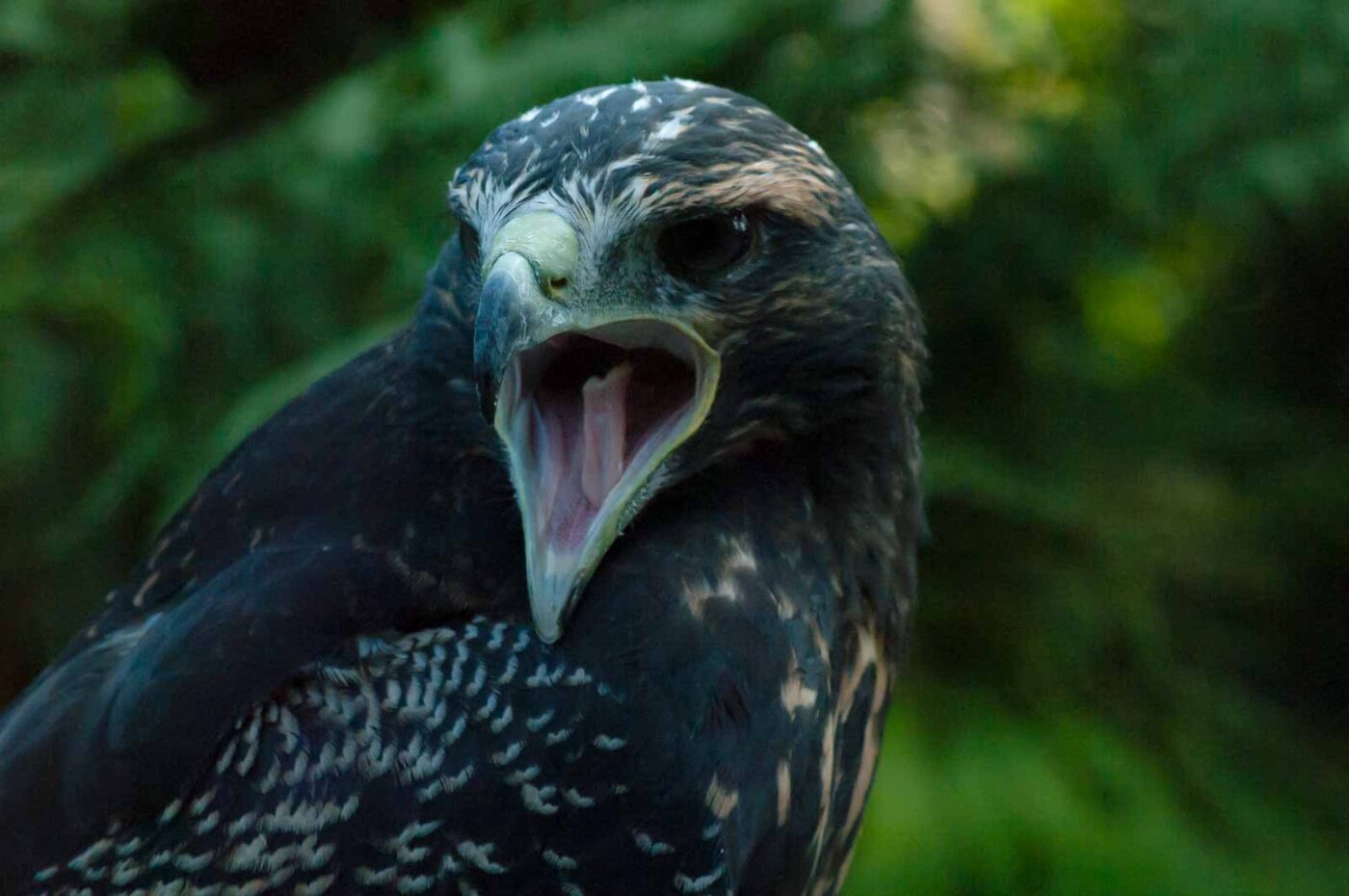 2016-09-08 - Greifvogelwarte Berlebeck