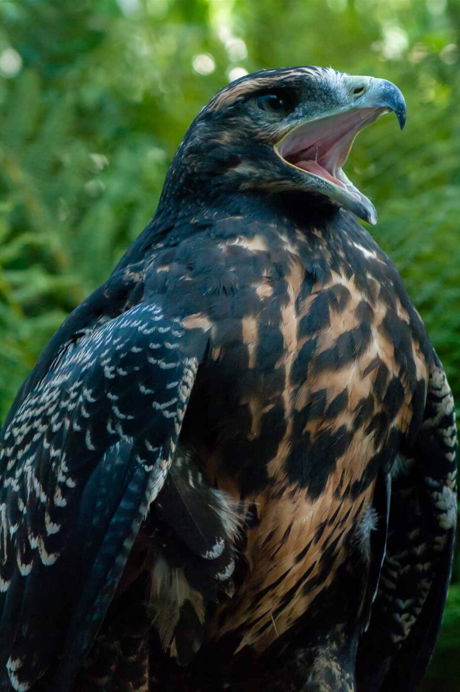 2016-09-08 - Greifvogelwarte Berlebeck