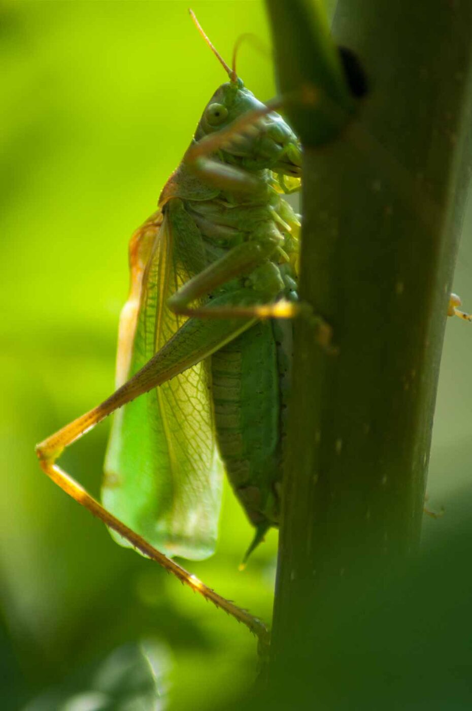 2016-09-08 - Greifvogelwarte Berlebeck