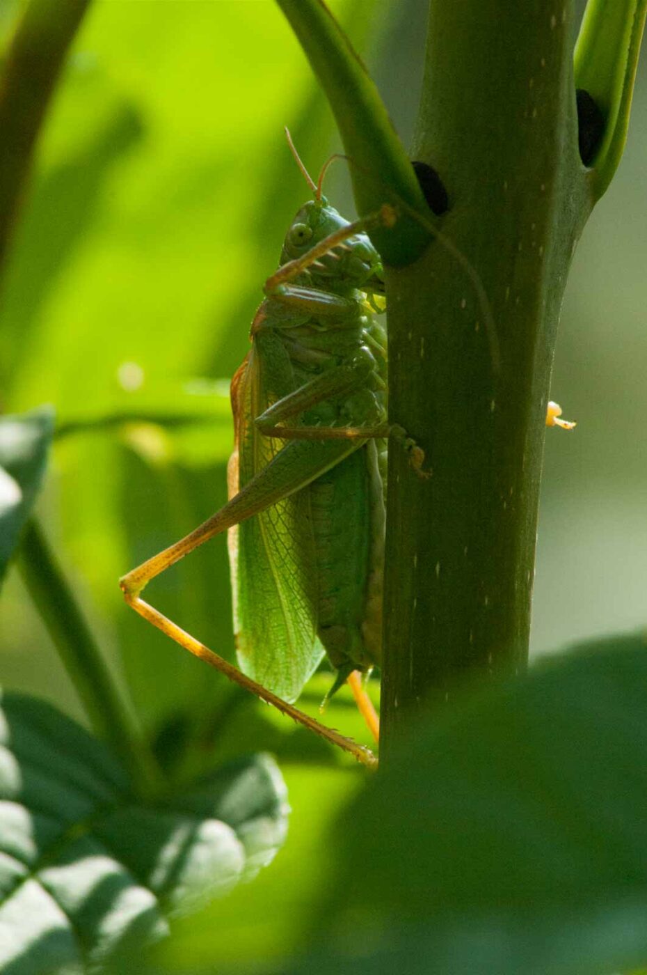 2016-09-08 - Greifvogelwarte Berlebeck