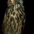 2016-09-08 - Greifvogelwarte Berlebeck
