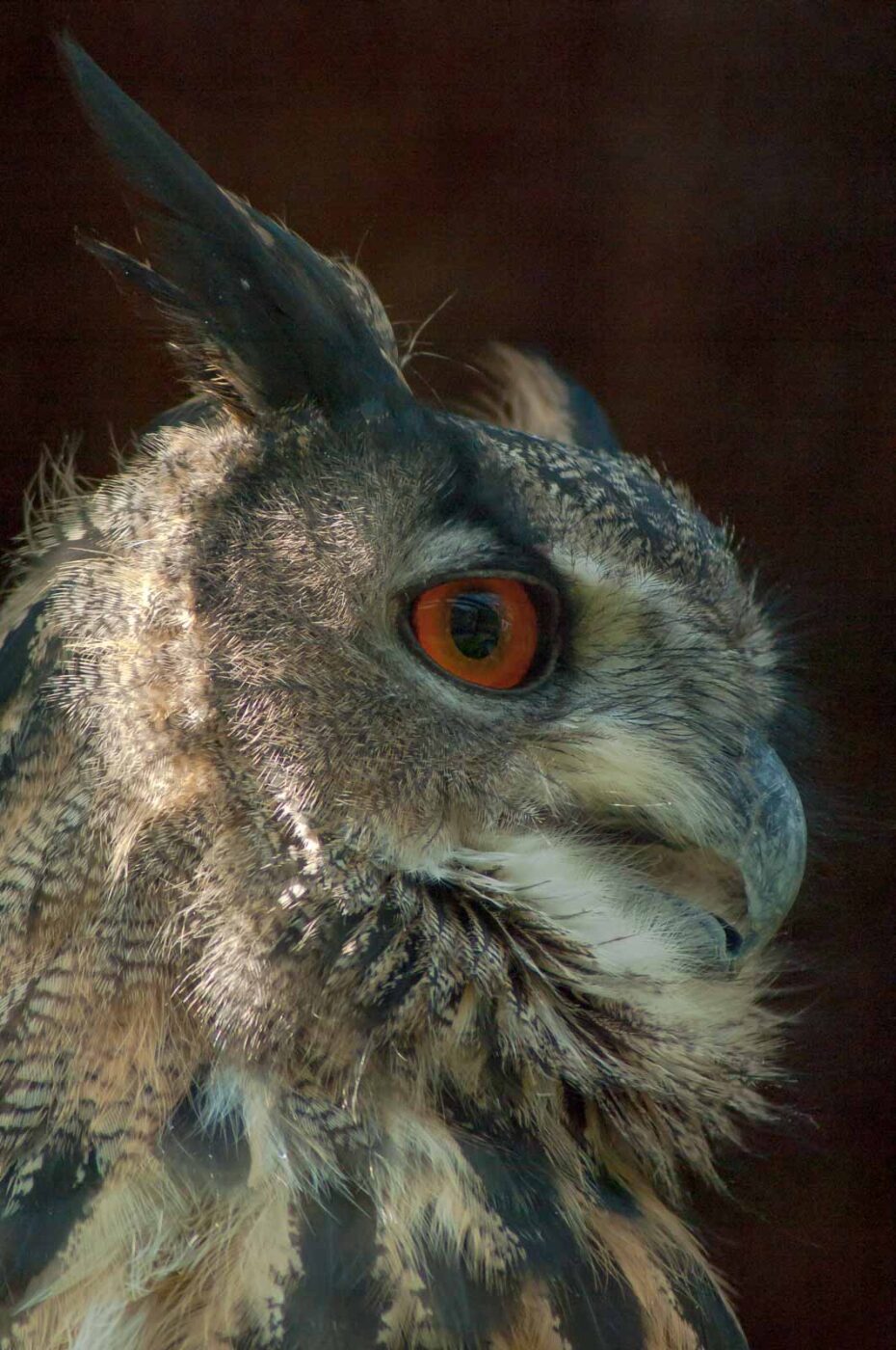 2016-09-08 - Greifvogelwarte Berlebeck