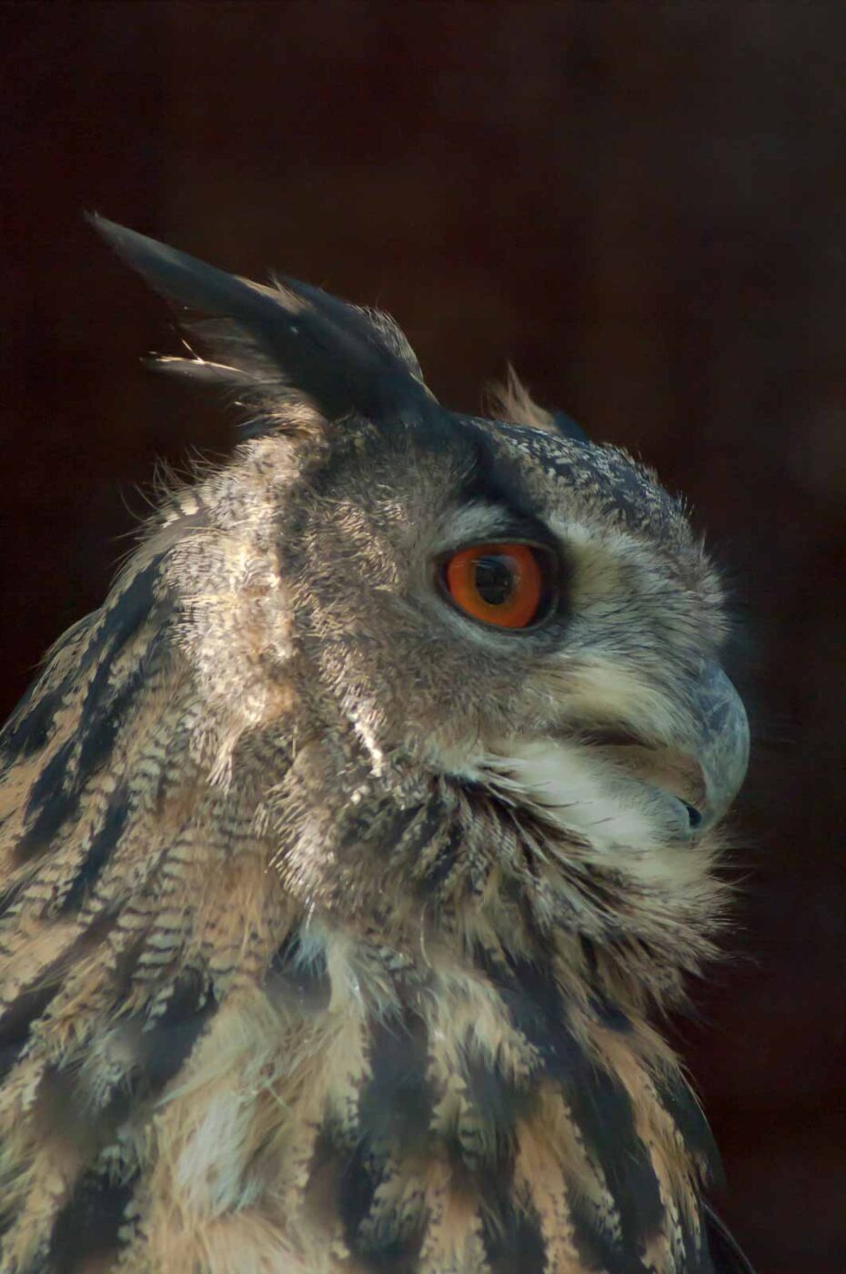 2016-09-08 - Greifvogelwarte Berlebeck