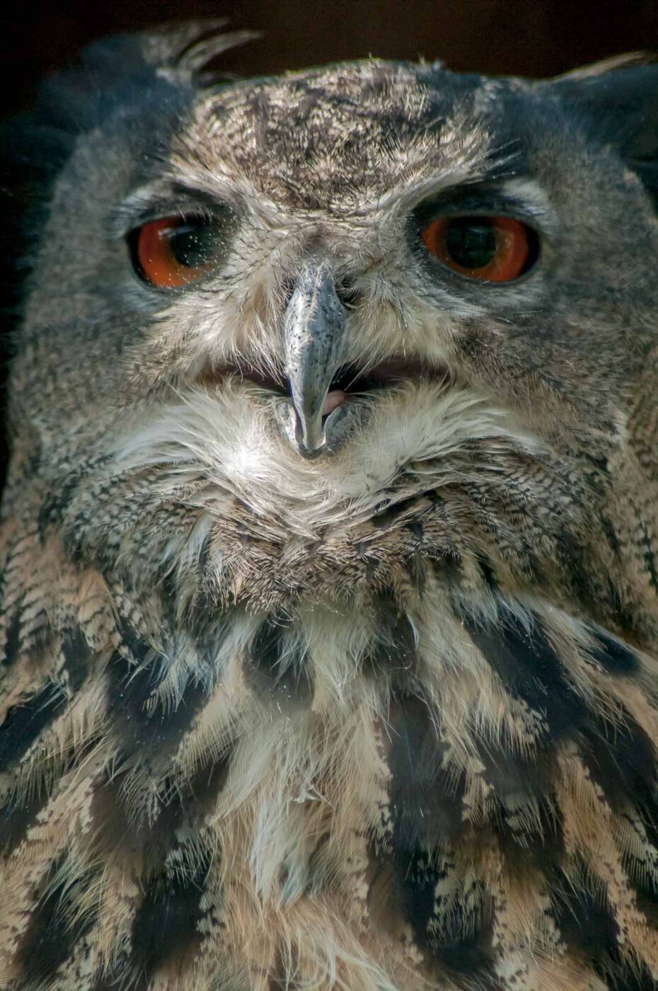 2016-09-08 - Greifvogelwarte Berlebeck