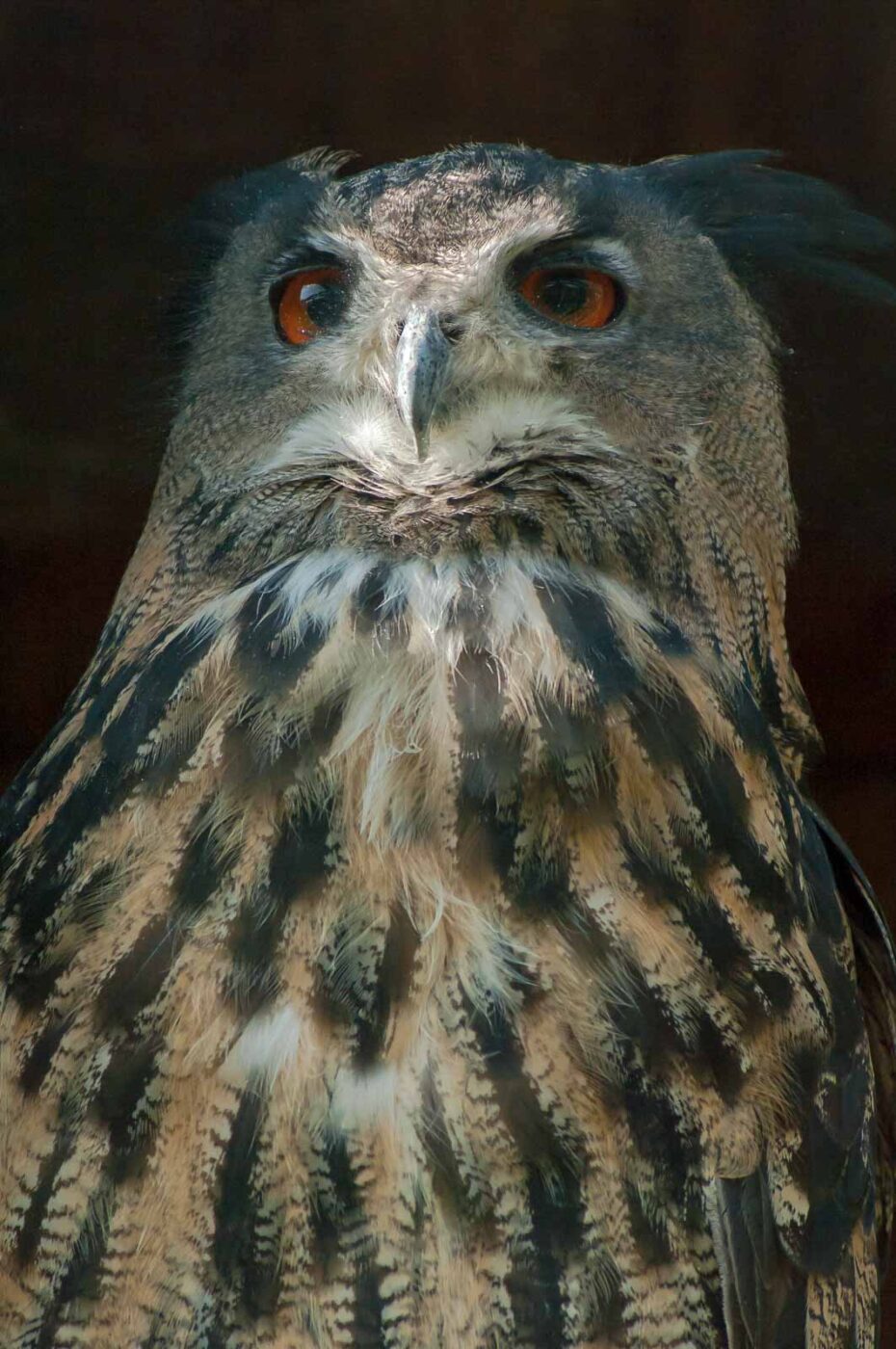 2016-09-08 - Greifvogelwarte Berlebeck