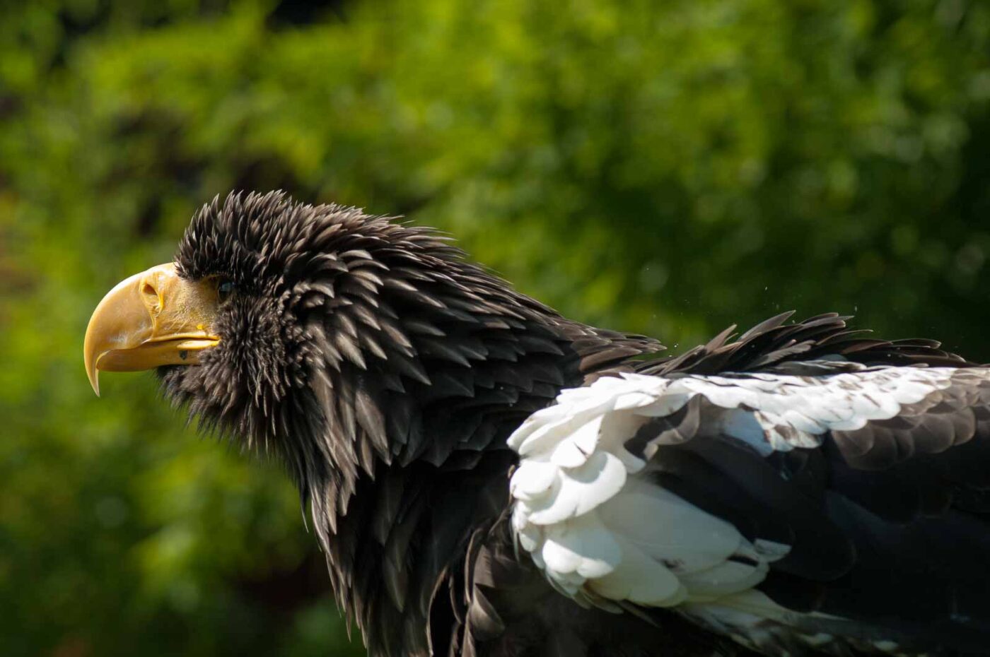 2016-09-08 - Greifvogelwarte Berlebeck