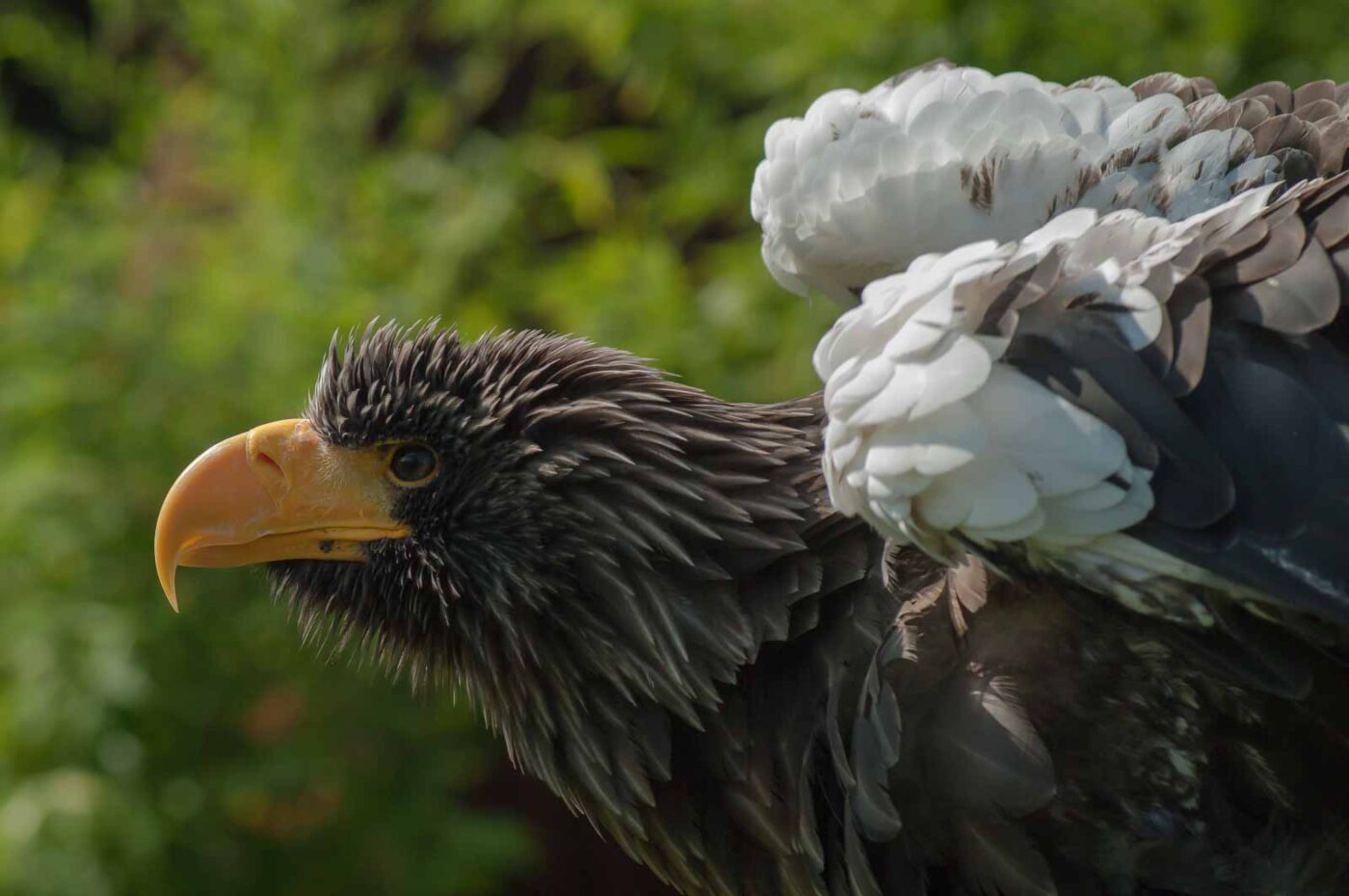 2016-09-08 - Greifvogelwarte Berlebeck