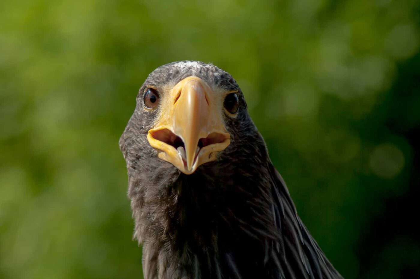 2016-09-08 - Greifvogelwarte Berlebeck