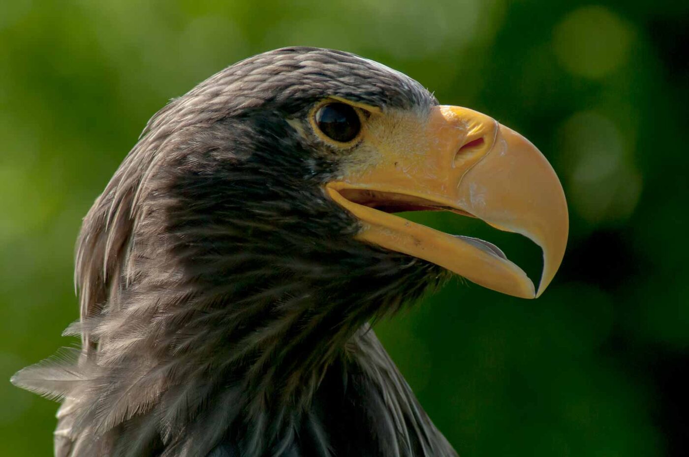 2016-09-08 - Greifvogelwarte Berlebeck