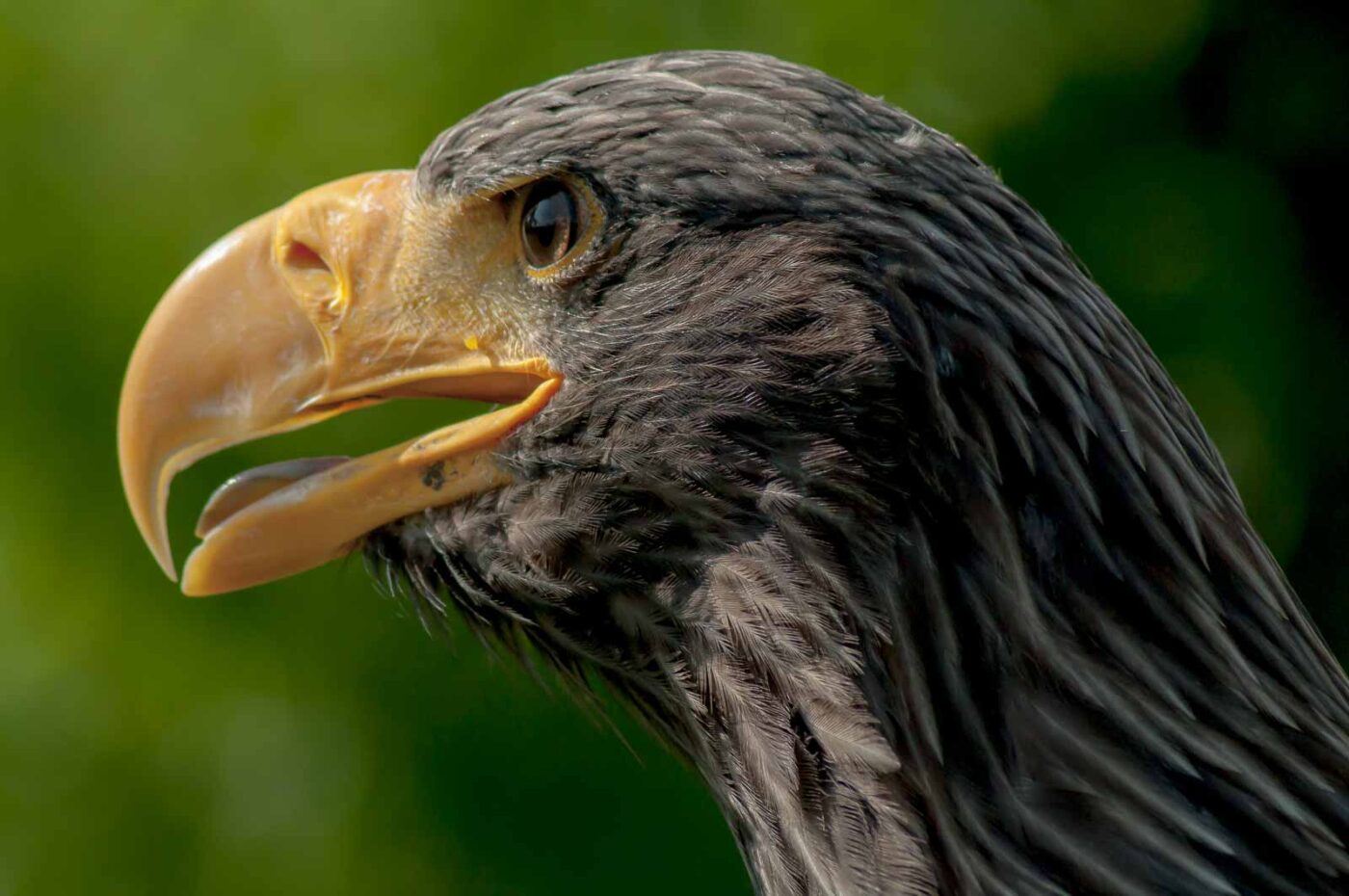 2016-09-08 - Greifvogelwarte Berlebeck