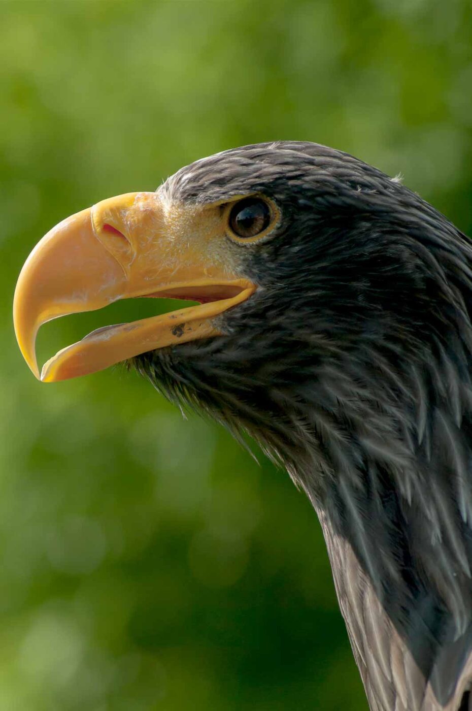 2016-09-08 - Greifvogelwarte Berlebeck