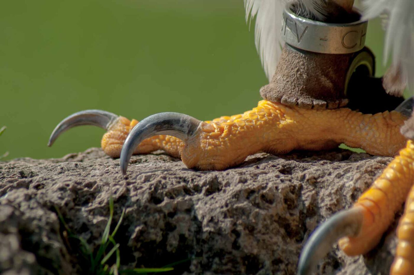 2016-09-08 - Greifvogelwarte Berlebeck