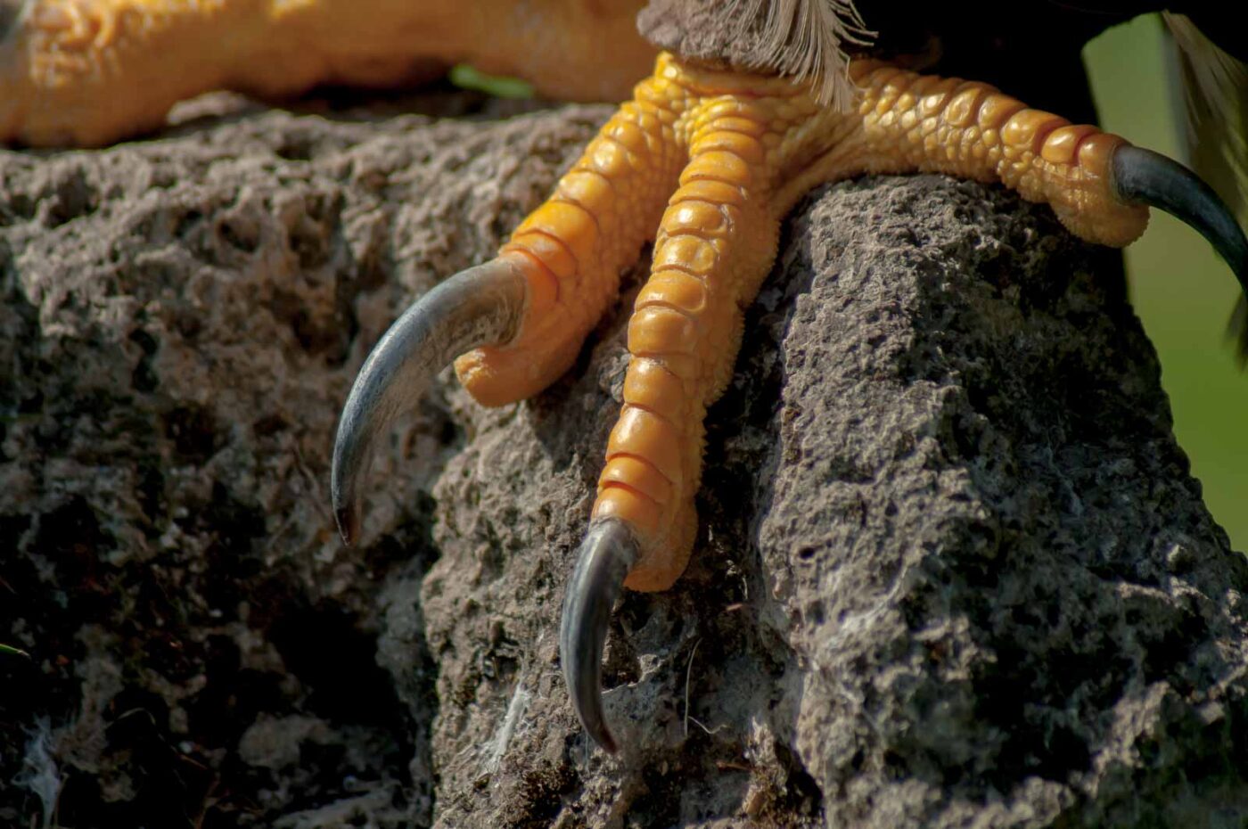 2016-09-08 - Greifvogelwarte Berlebeck