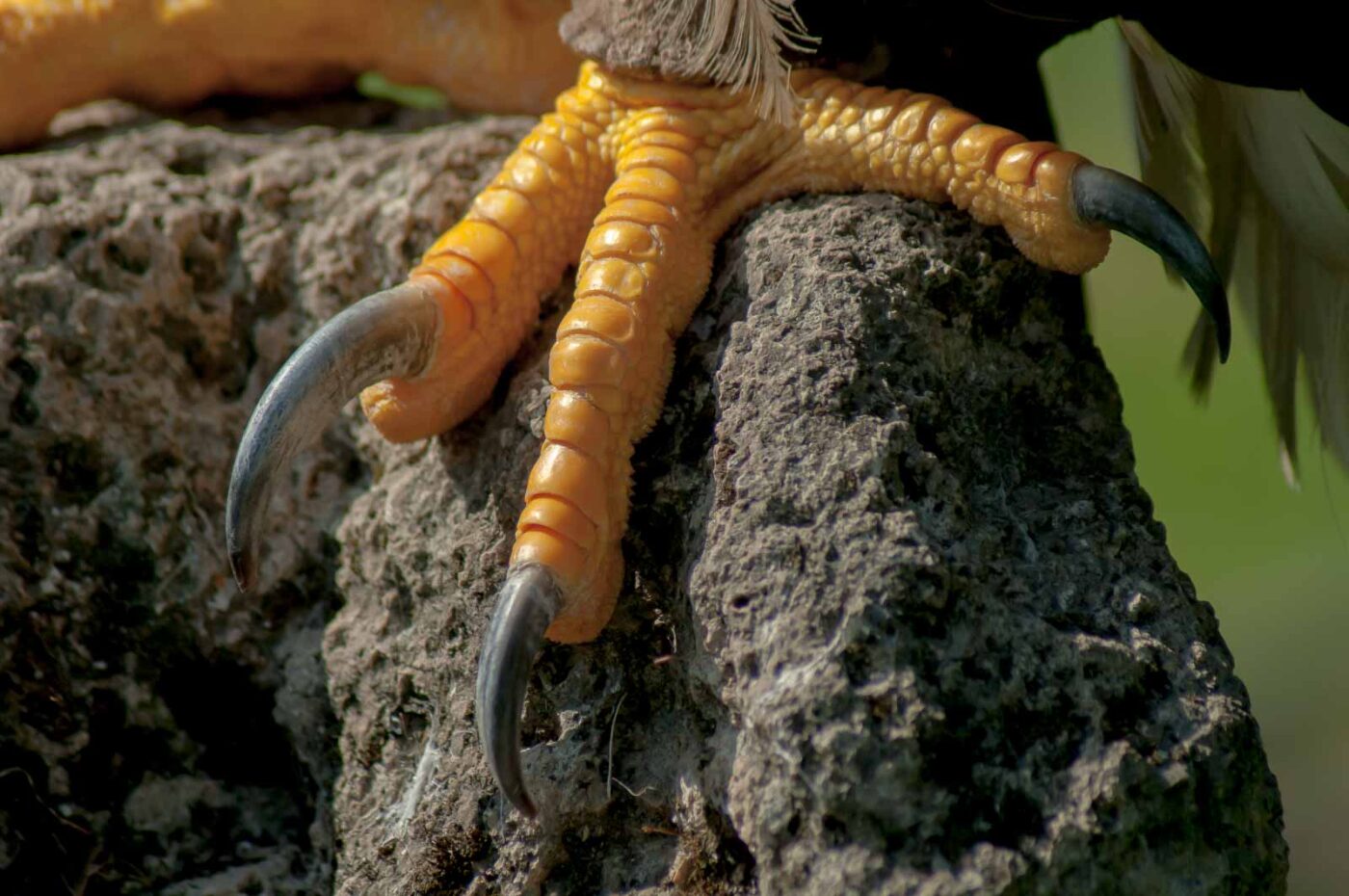 2016-09-08 - Greifvogelwarte Berlebeck