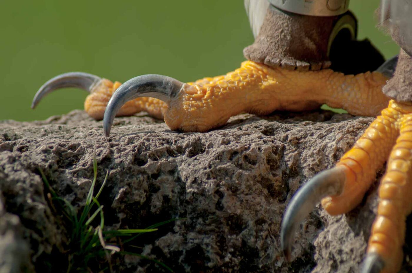 2016-09-08 - Greifvogelwarte Berlebeck