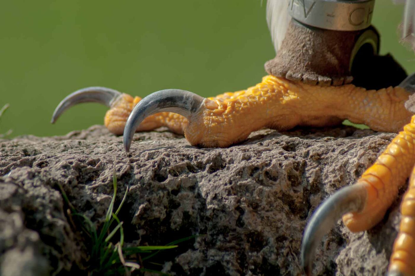 2016-09-08 - Greifvogelwarte Berlebeck