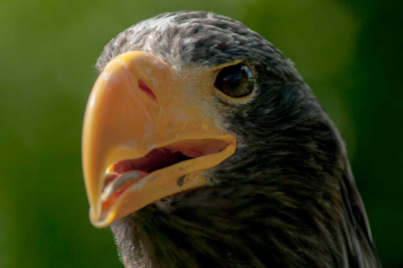 2016-09-08 - Greifvogelwarte Berlebeck