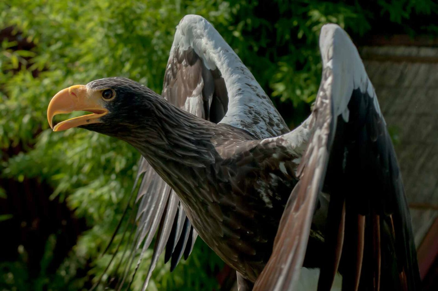 2016-09-08 - Greifvogelwarte Berlebeck