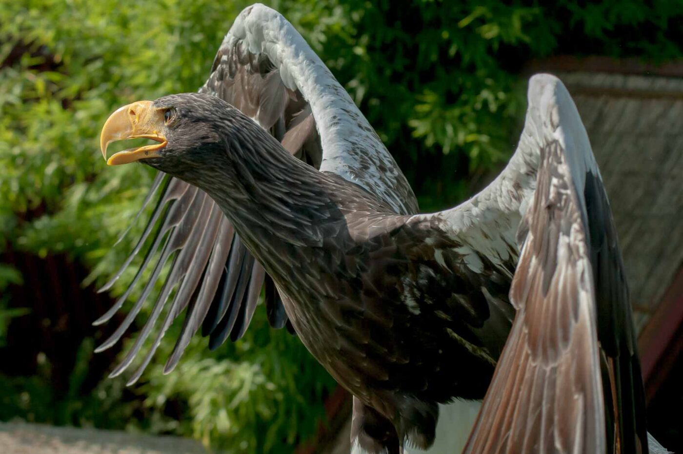 2016-09-08 - Greifvogelwarte Berlebeck