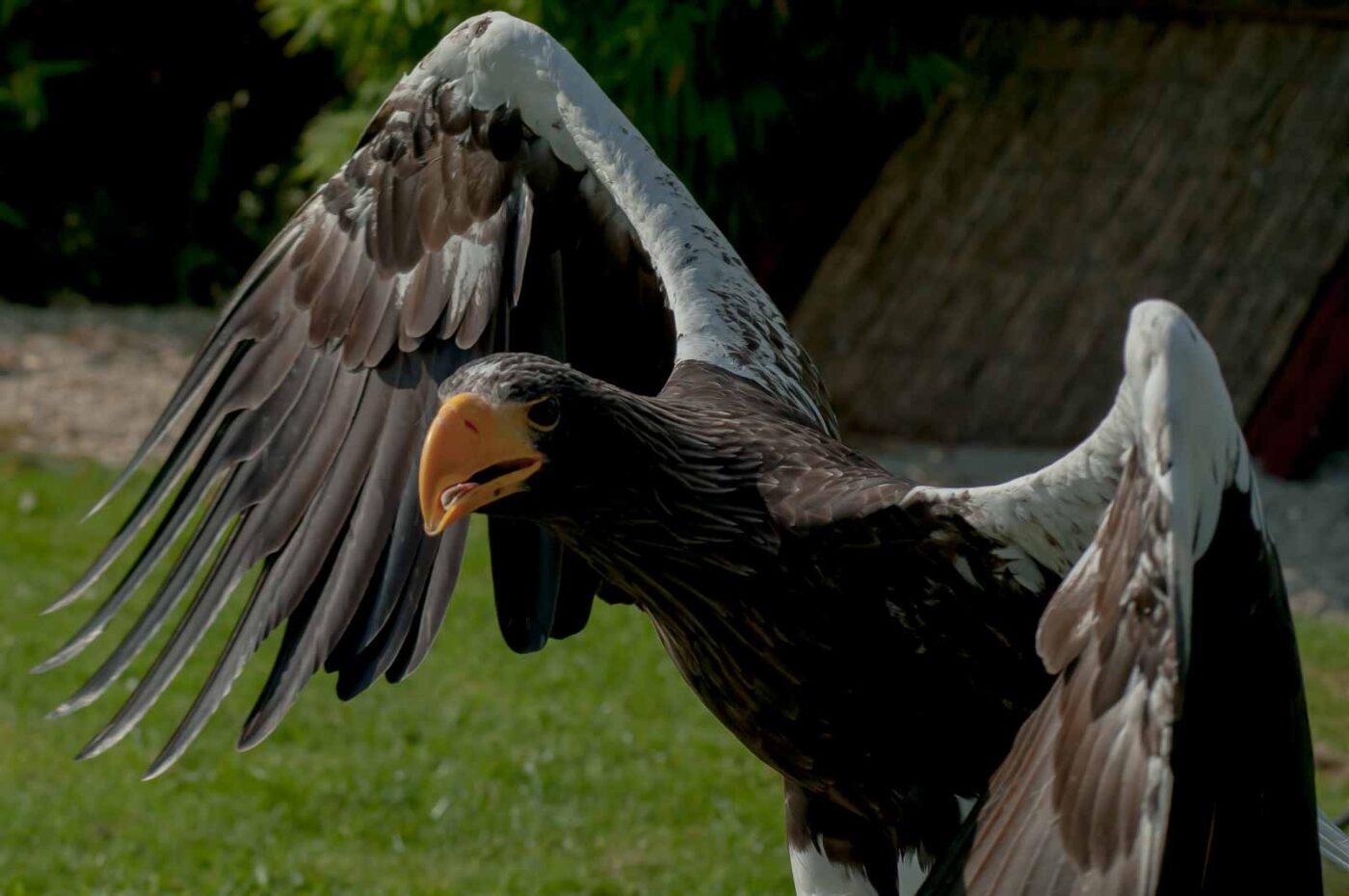 2016-09-08 - Greifvogelwarte Berlebeck