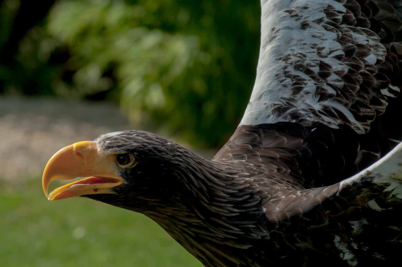 2016-09-08 - Greifvogelwarte Berlebeck
