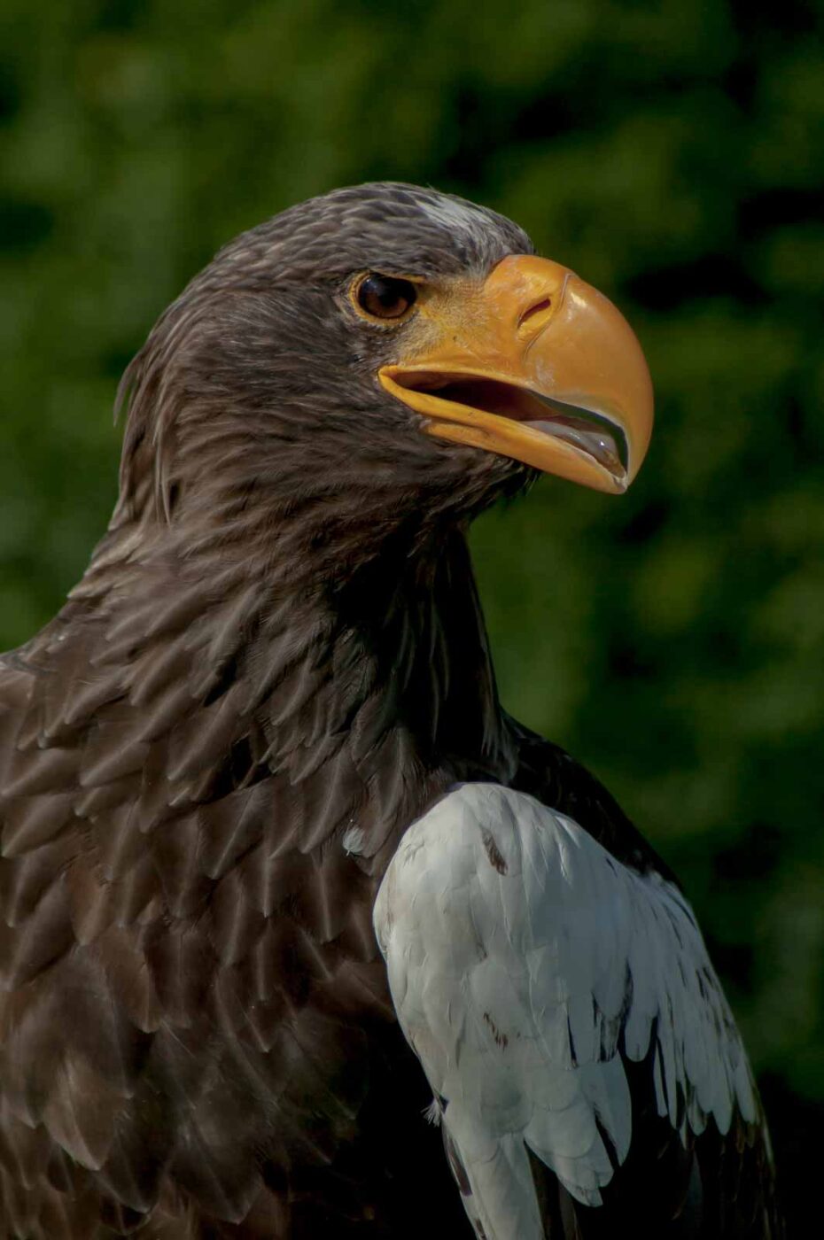 2016-09-08 - Greifvogelwarte Berlebeck