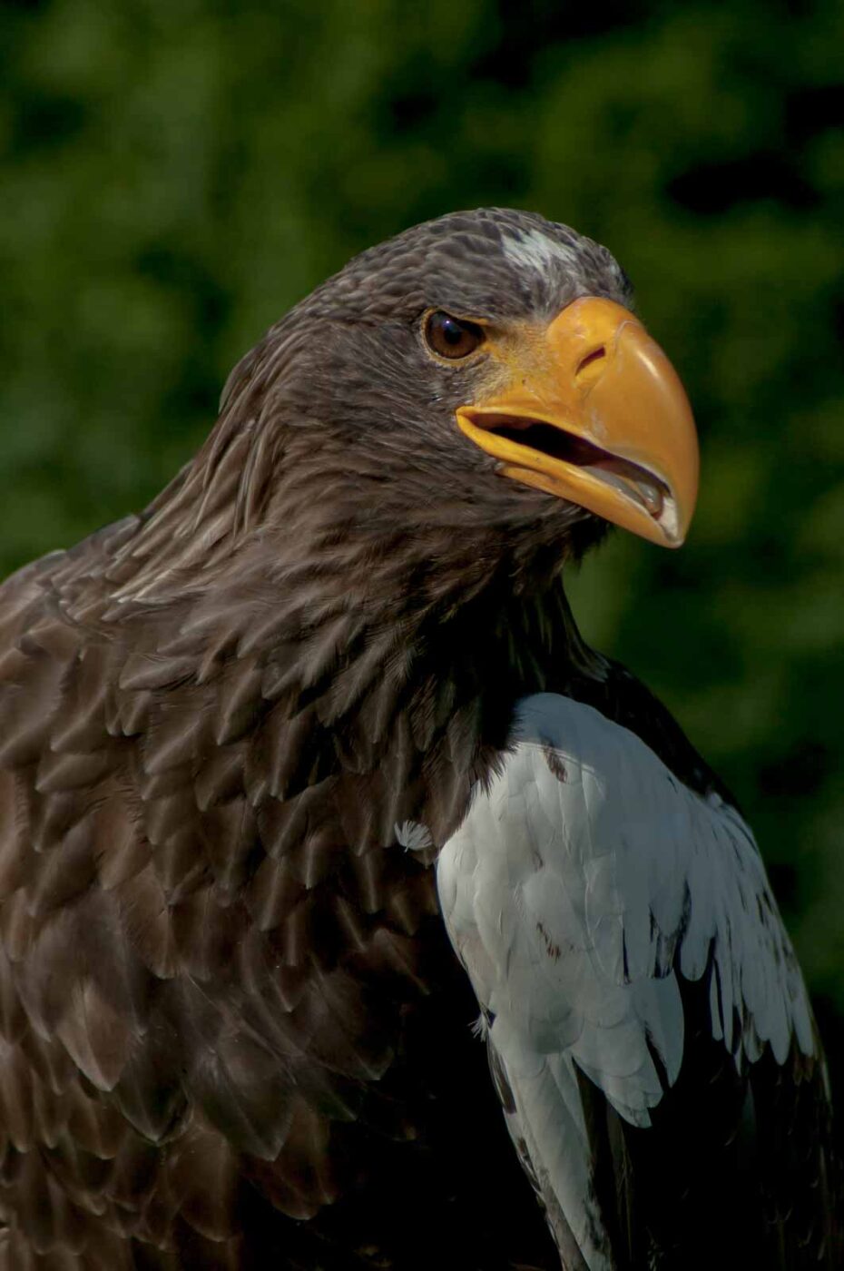 2016-09-08 - Greifvogelwarte Berlebeck