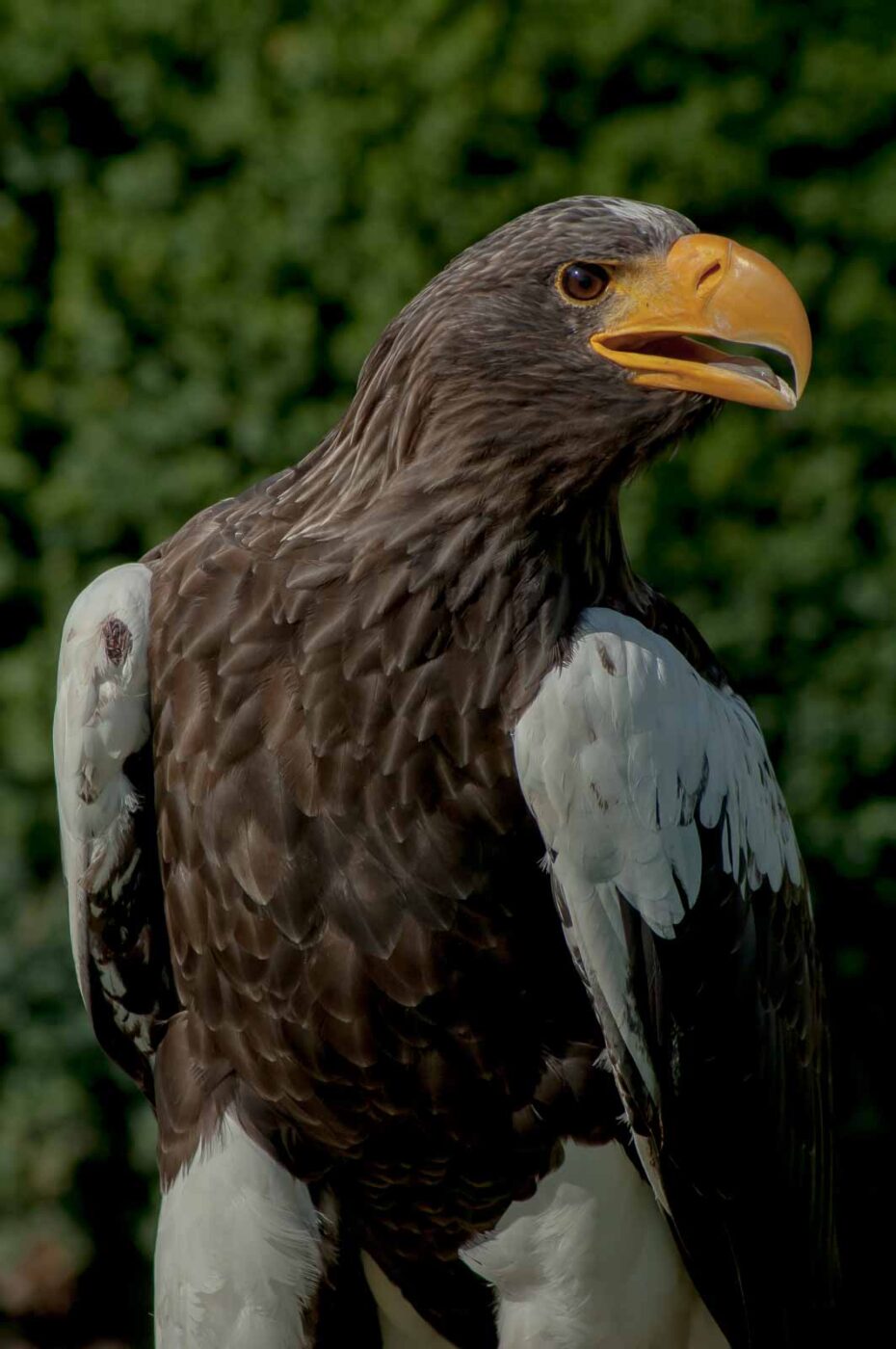 2016-09-08 - Greifvogelwarte Berlebeck