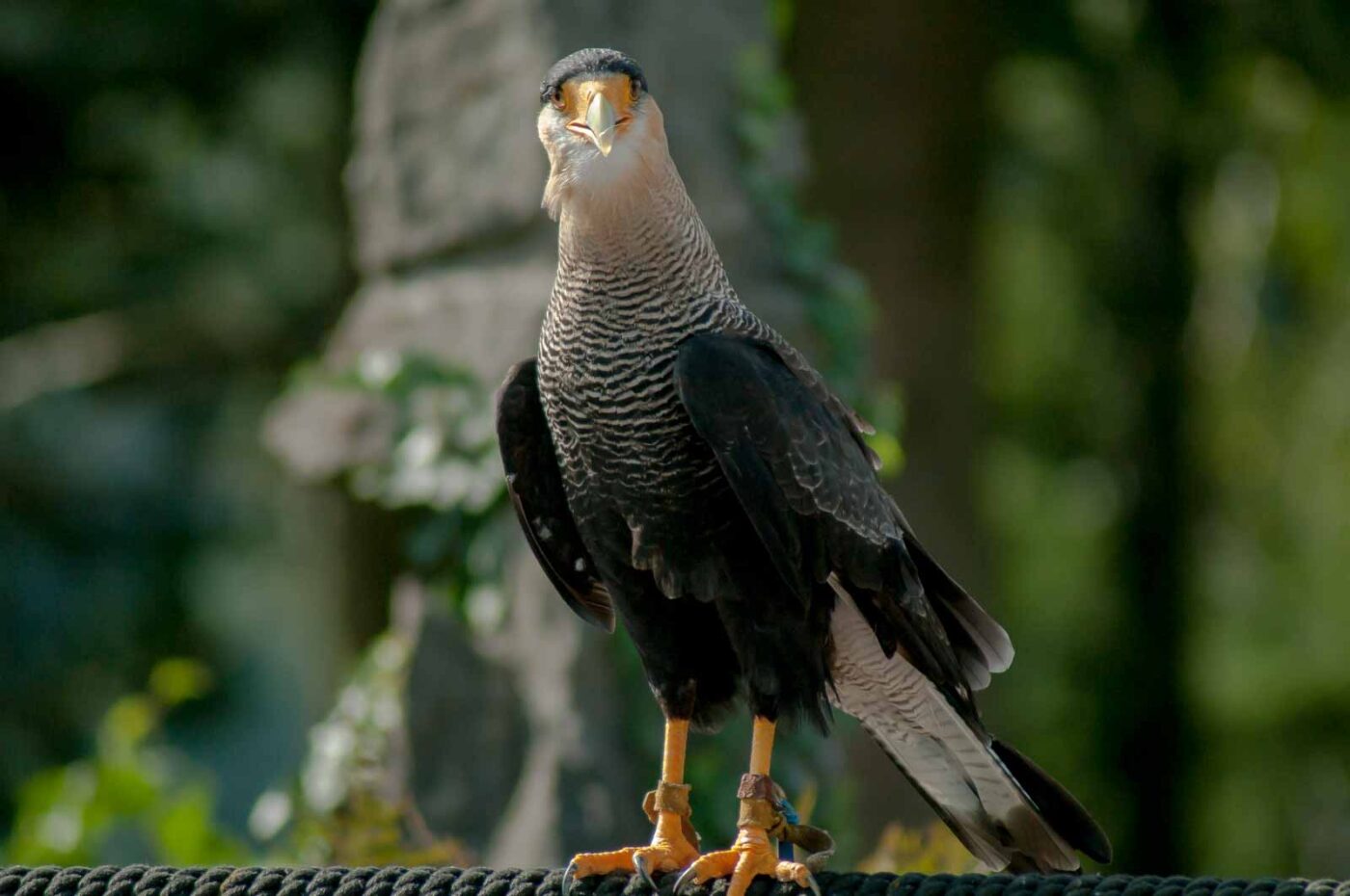 2016-09-08 - Greifvogelwarte Berlebeck