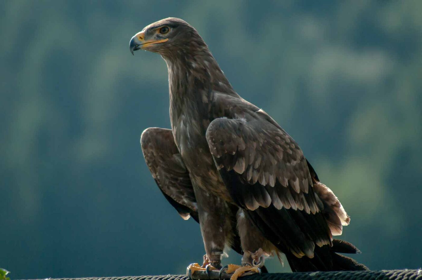 2016-09-08 - Greifvogelwarte Berlebeck