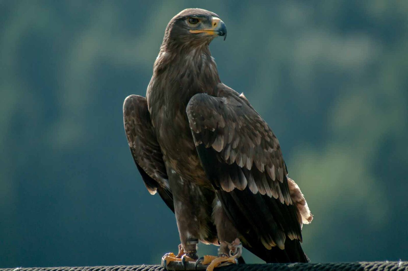 2016-09-08 - Greifvogelwarte Berlebeck