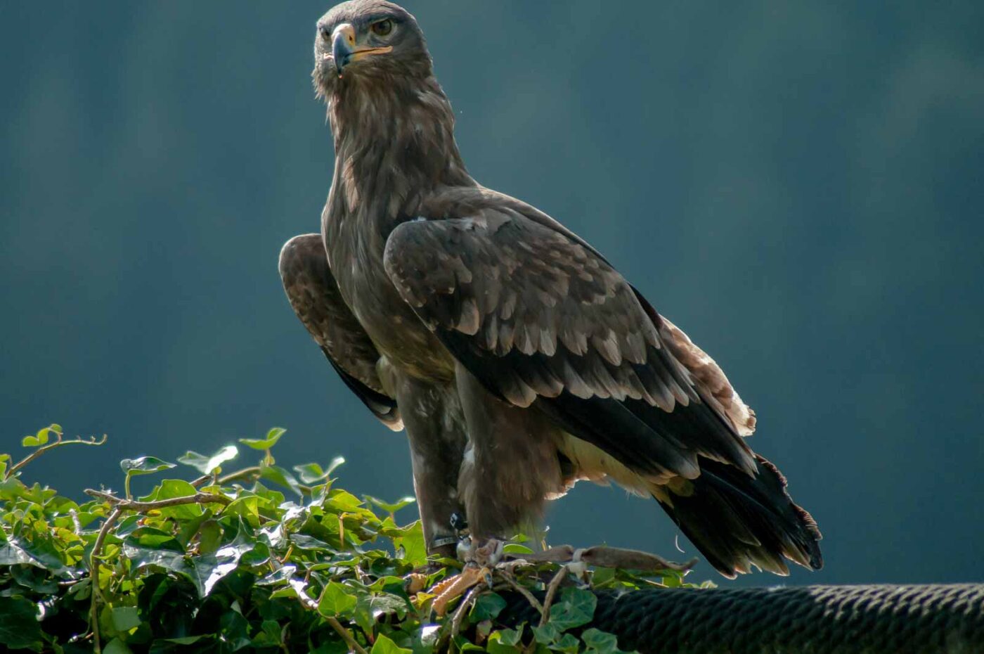 2016-09-08 - Greifvogelwarte Berlebeck