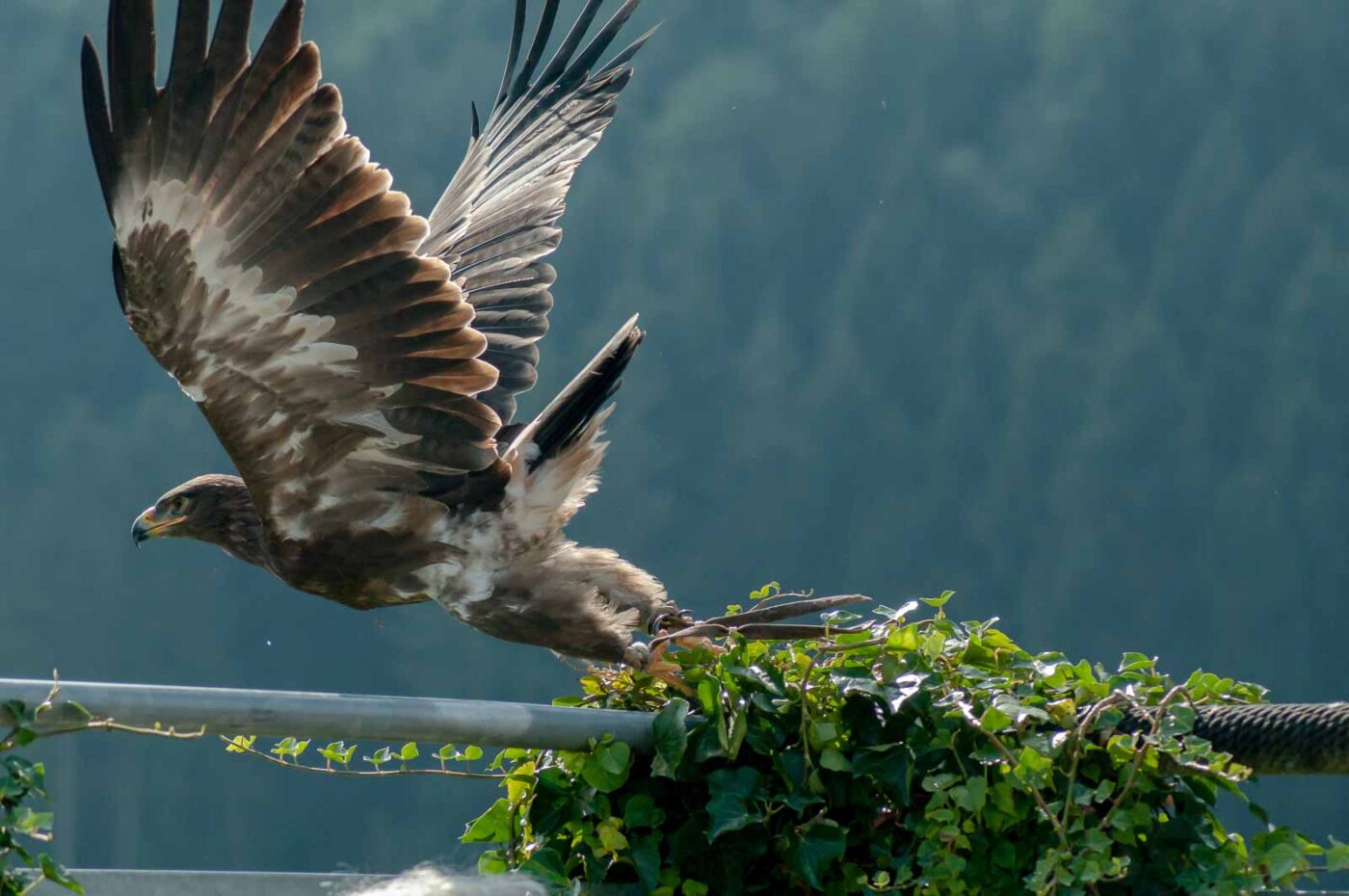 2016-09-08 - Greifvogelwarte Berlebeck