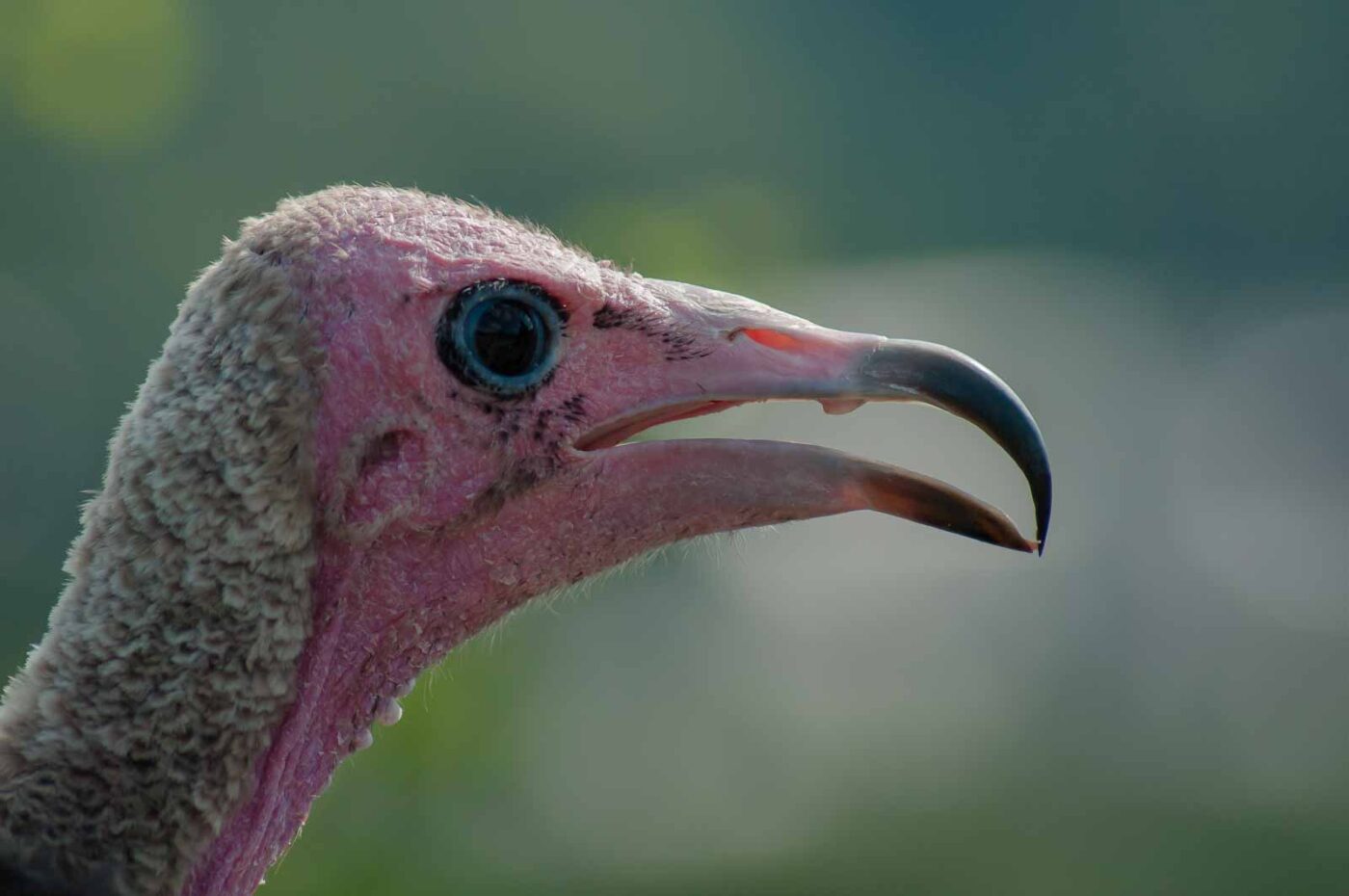 2016-09-08 - Greifvogelwarte Berlebeck