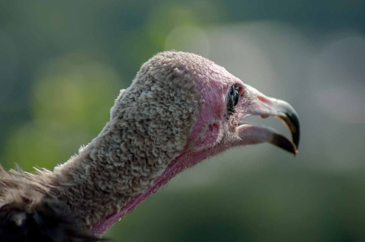 2016-09-08 - Greifvogelwarte Berlebeck