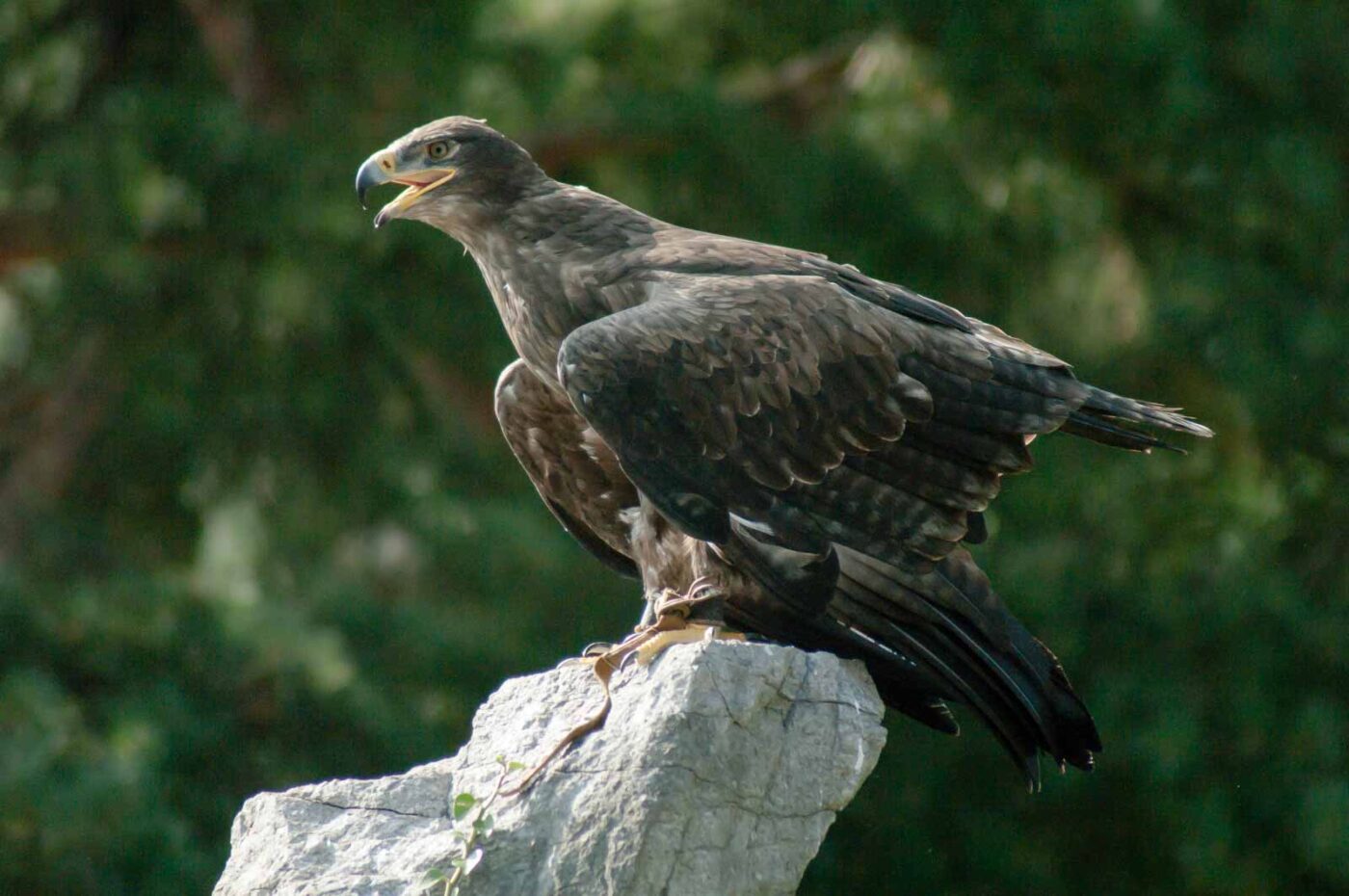 2016-09-08 - Greifvogelwarte Berlebeck