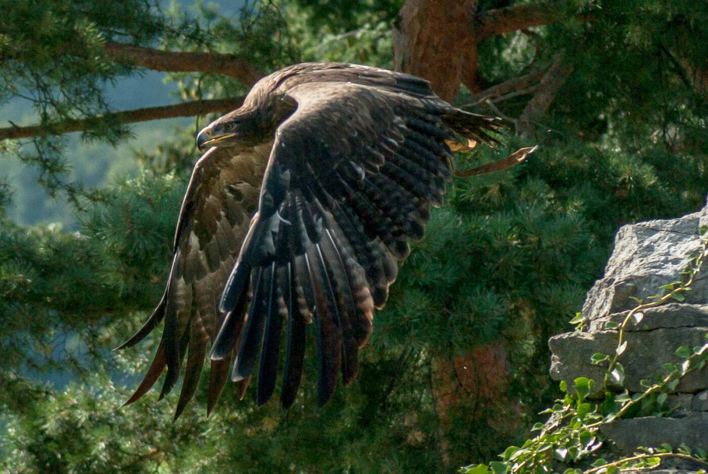 2016-09-08 - Greifvogelwarte Berlebeck