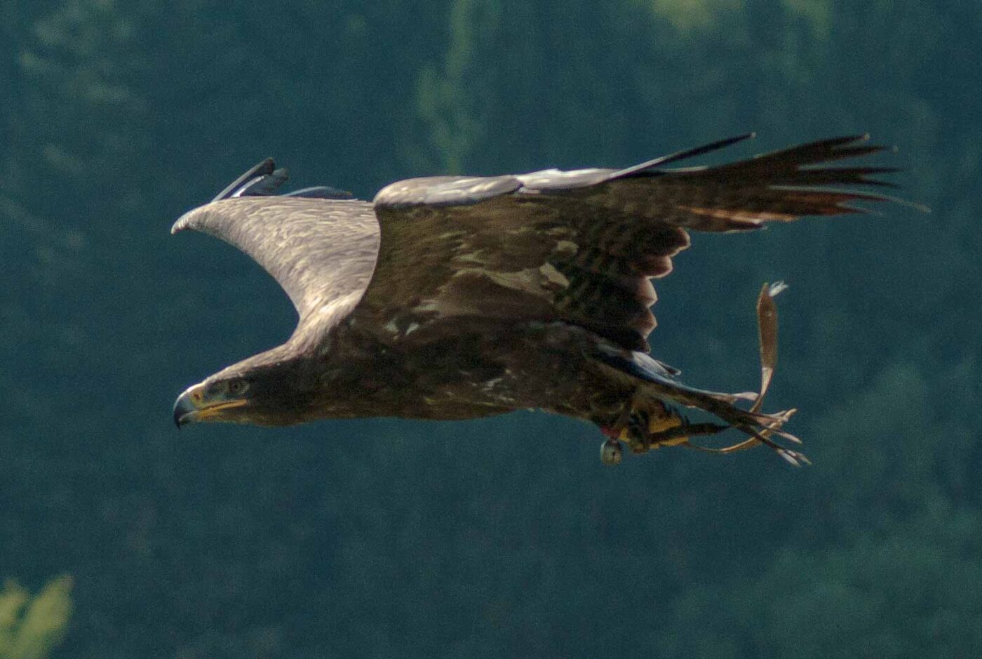 2016-09-08 - Greifvogelwarte Berlebeck